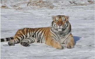 62出生九月虎是什麼命,62年屬虎陰歷九月十二陽歷十月十號是什麼命運