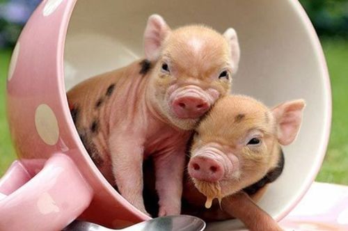 11歲屬豬是什麼是土命,十一歲屬豬是什麼土