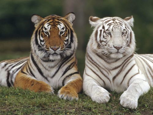 屬虎本命出車禍是去災嗎,1926年屬虎之人在2O16年的凶吉如何