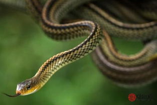 屬蛇和什麼屬相最好,屬蛇的和什麼屬相最配和相剋?