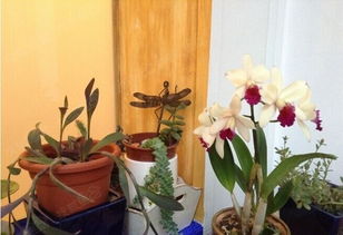 種衛矛的風水禁忌,庭院種植衛矛有禁忌嗎