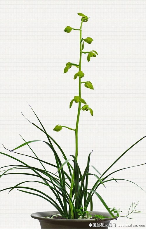 家中為什麼不能養墨蘭,墨蘭能不能養陽台上