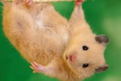 1960屬鼠是什麼命男,1960年出生是什麼命搜狗問問