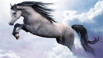 夫妻都屬馬生什麼屬相,屬馬的夫妻適合生什麼屬相的孩子