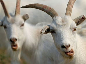 土命羊家中擺什麼,屬羊的家裡應該擺什麼花草可以避凶吉?