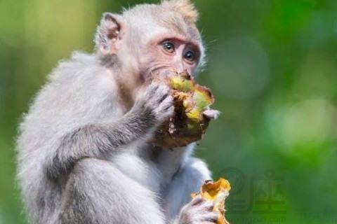 2016屬猴的五行什麼命,2016年出生的是什麼命