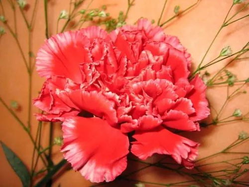 康乃馨花送什麼人最合適,康乃馨送什麼人?