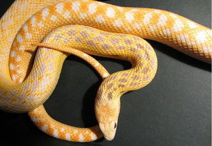 本命牛夢見兩條蛇纏著牛,昨晚夢見兩條蛇在糾纏是怎麼回事