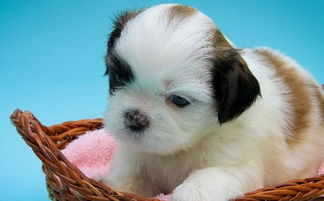 2018數狗的是什麼命,2018年出生的是什麼