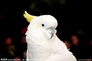 白色鸚鵡是什麼品種,抖音上的小白鸚鵡是什麼品種