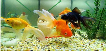 金魚風水擺放禁忌,養金魚要注意什麼風水