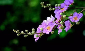 種紫薇樹的風水禁忌,種紫薇樹要注意什麼