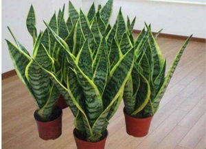 虎皮蘭的風水和擺放位置禁忌,虎皮蘭的作用植物風水兩方面詳解