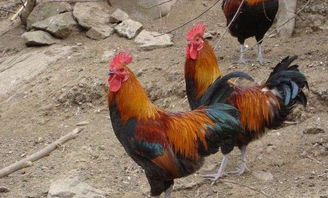 93的雞女娃是什麼命,1993年是什麼命女