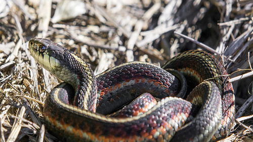 本命夢到老家滿院都是蛇,夢到老家有很多蛇