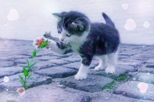 風水講看到撞死的貓禁忌,學佛人路上看到貓被撞死應怎麼辦