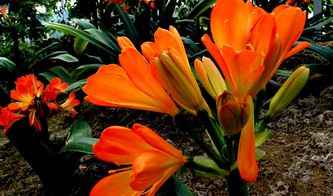 晚菩薩保佑的屬相女,每個人的屬相都有什麼神保佑