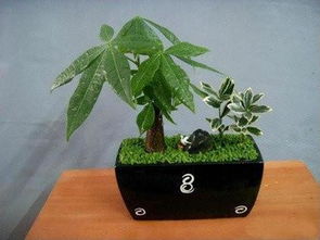 常青藤的擺放風水禁忌,帶刺植物風水有哪些禁忌