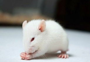 屬鼠和什麼屬相最好,屬鼠的和什麼屬相最配和相剋?