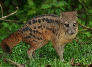 博代表什麼動物命最不好,12生肖里哪個動物命不長