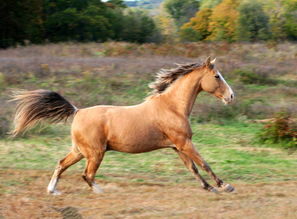 女屬馬跟什麼屬相最配,屬馬的跟屬什麼的配