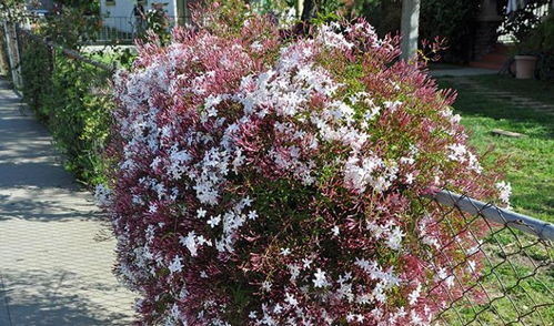 多花素馨風水禁忌,素馨花忌什麼功能什麼?