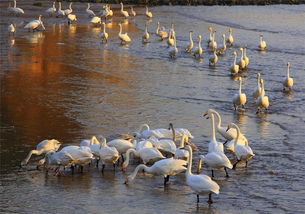 成群結隊的意思,成群結隊的意思是什麼?