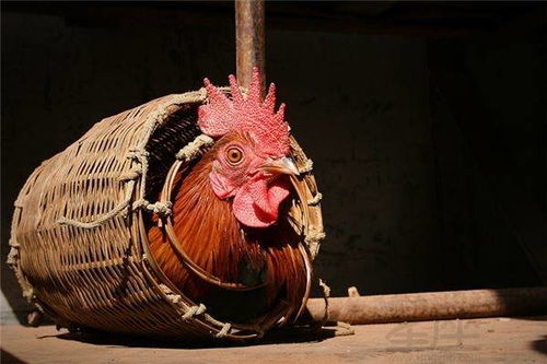 屬雞的跟什麼屬相犯沖,屬雞的和什麼屬相最配和相剋?