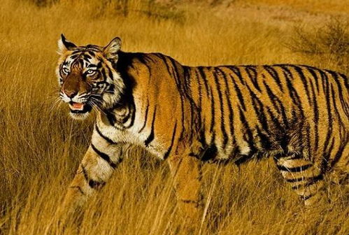 屬虎的女生和什麼屬相最配,女虎和什麼屬相最配詳細�0�3