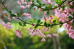 臭海棠花風水禁忌,海棠花能不能種在院子里?有沒有什麼忌諱?