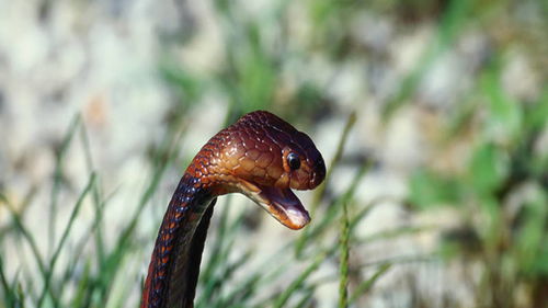 單身本命夢見蛇和蠍子,做夢夢到蠍子跟蛇