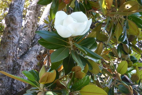 白玉蘭種植風水禁忌,家裡種植白蘭花,風水好嗎