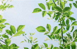 給親人如何過本命,本命年怎麼過