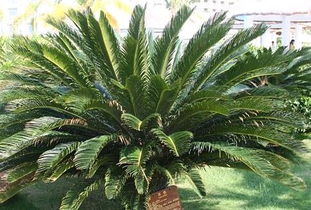 庭院鐵樹風水禁忌,鐵樹放置庭院門口好不好,風水