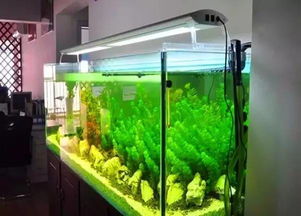 辦公室魚缸擺放位置風水禁忌,辦公室魚缸風水禁忌有哪些