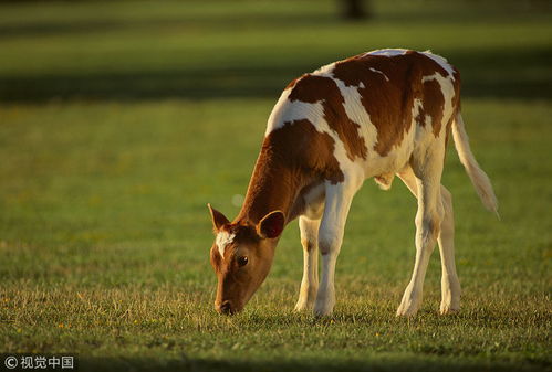 85屬什麼牛是海中金命嗎,都是說牛五行屬土,但是85年屬牛的是海中金命,哪位高人解答