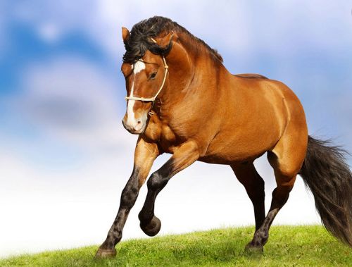 和馬最搭配的屬相,馬與什麼屬相最配?