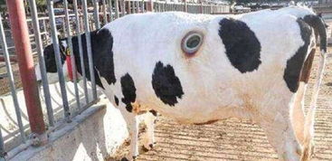 女孩牛進食是什麼命,女生金牛座的命運