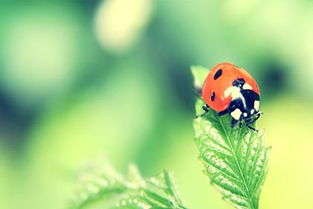 易經中爐中火命什麼意思,爐中火命是什麼意思