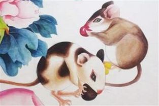 女鼠和什麼屬相最配對,女鼠配什麼生肖最好