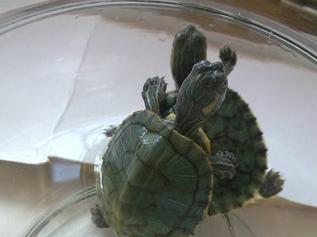 辦公室養龜風水禁忌,辦公室養龜有什麼風水禁忌