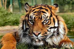 屬虎的和什麼屬相相生,屬虎的和什麼屬相最配