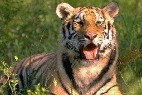 女人49歲本命怎麼樣屬虎的,本命年如何轉運?今年屬虎的運程如何?