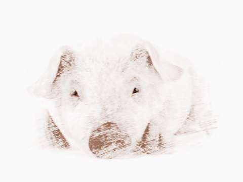 2019豬五行是什麼命6,2019年豬年是什麼命