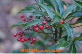 硃砂根的風水禁忌,硃砂在風水中的改運功效