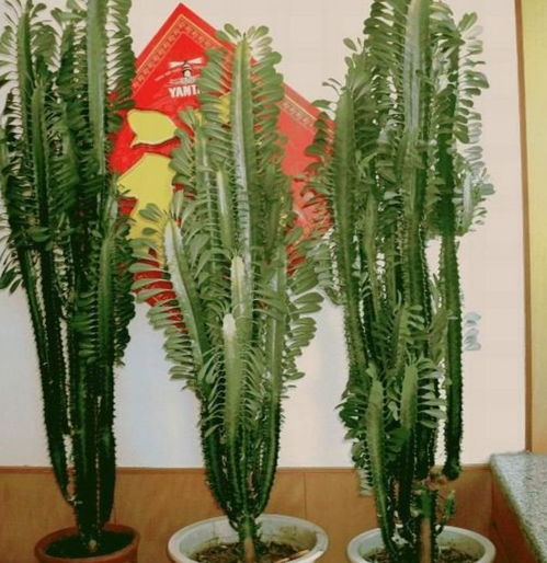 家裡養量天尺有沒有風水禁忌,家裡種石榴樹好嗎