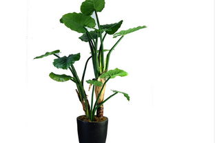 家中植物風水禁忌,住宅植物風水擺放禁忌有哪些