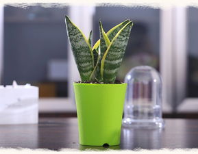 卧室放虎皮蘭風水禁忌,虎皮蘭放在卧室風水