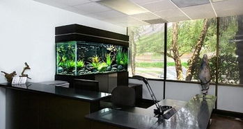 辦公室魚缸風水禁忌,辦公室養魚風水的禁忌是怎樣的呢?