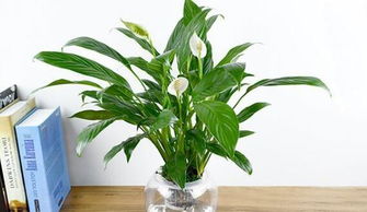 樓頂養植物應該怎麼風水布局,樓頂陽台綠化怎麼布置好